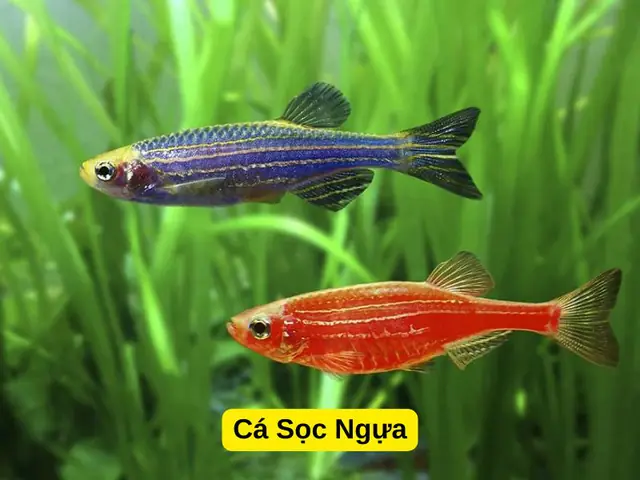 Cá Hồng Két Nuôi Chung Với Cá Gì: Hướng Dẫn Toàn Diện A-Z