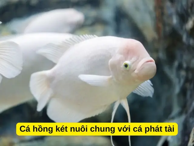 Cá Hồng Két Nuôi Chung Với Cá Gì: Hướng Dẫn Toàn Diện A-Z