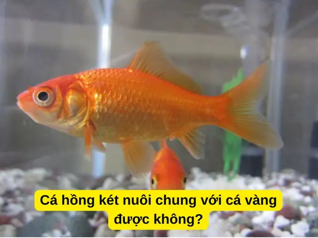 Cá Hồng Két Nuôi Chung Với Cá Gì: Hướng Dẫn Toàn Diện A-Z
