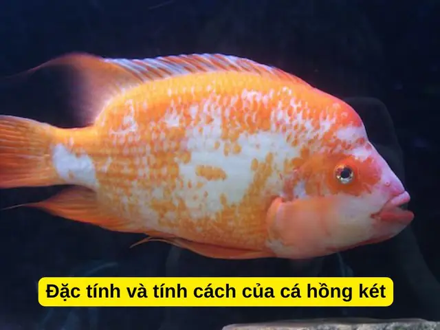 Cá Hồng Két Nuôi Chung Với Cá Gì: Hướng Dẫn Toàn Diện A-Z
