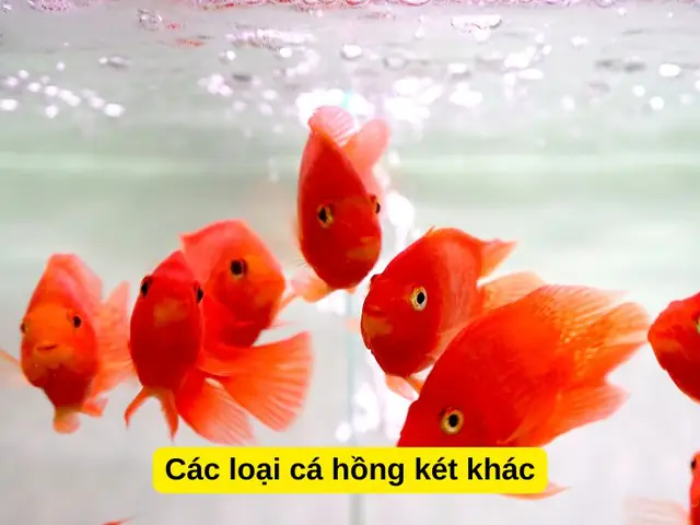 Cá Hồng Két Nuôi Chung Với Cá Gì: Hướng Dẫn Toàn Diện A-Z