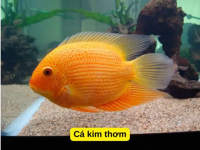 Cá Hồng Két Nuôi Chung Với Cá Gì: Hướng Dẫn Toàn Diện A-Z