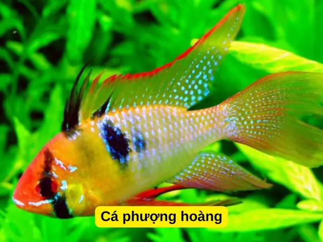 Cá Hồng Két Nuôi Chung Với Cá Gì: Hướng Dẫn Toàn Diện A-Z