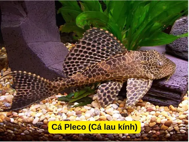 Cá Hồng Két Nuôi Chung Với Cá Gì: Hướng Dẫn Toàn Diện A-Z