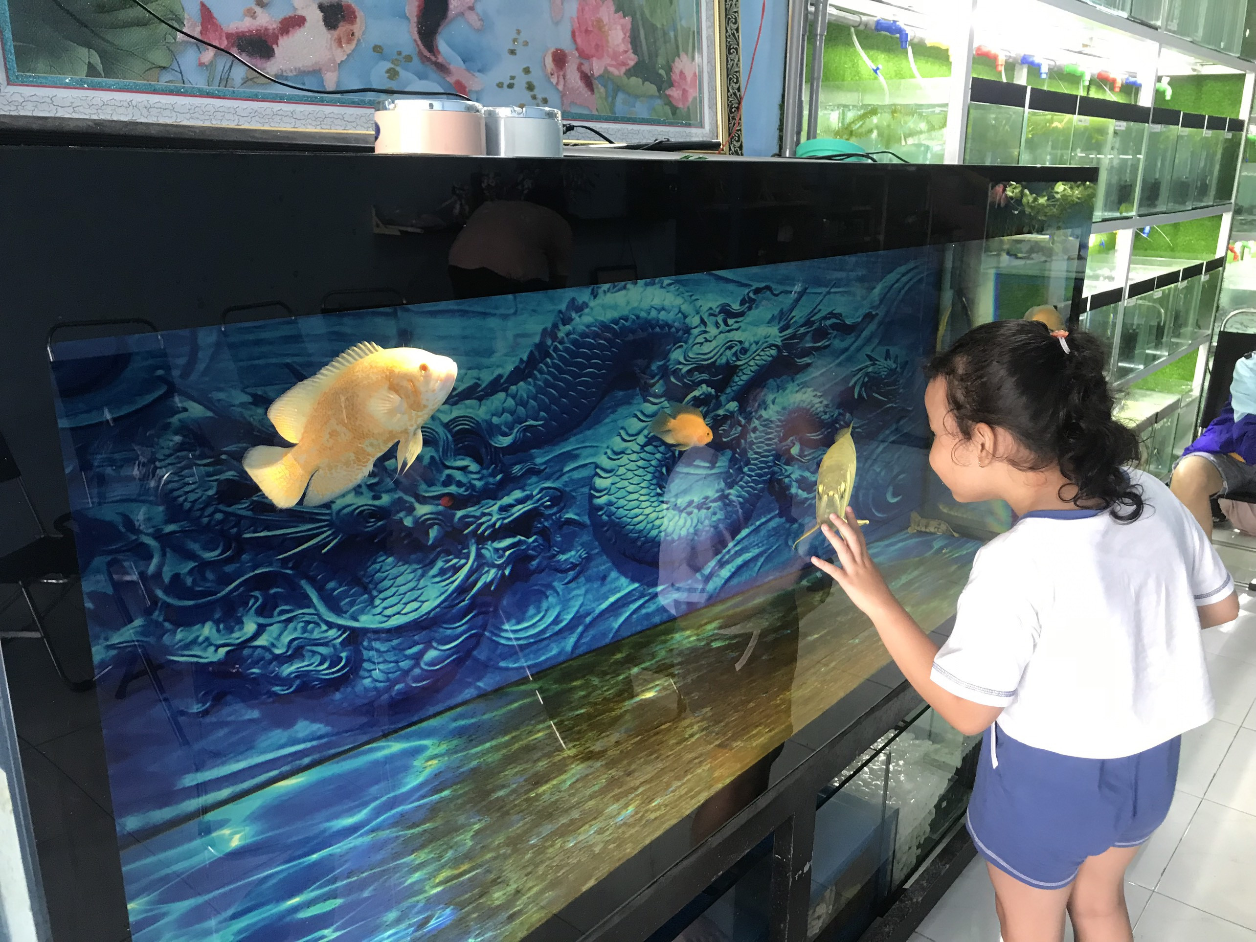 Cá Hồng Két rực rỡ mang đến may mắn cho bể cá cảnh