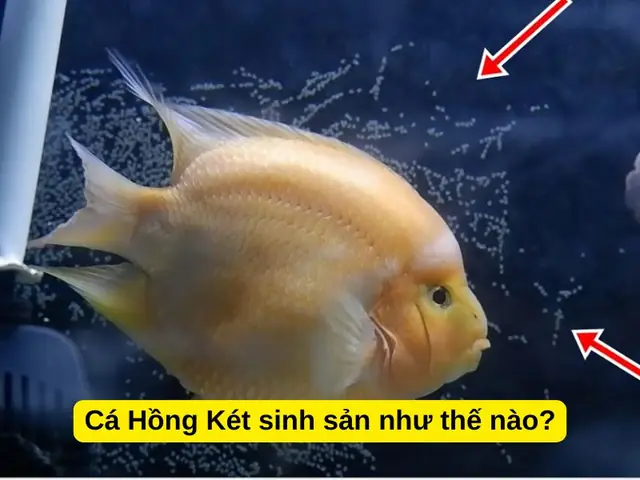 Cá Hồng Két Sinh Sản: Hướng Dẫn Chi Tiết Để Sinh Sản Thành Công