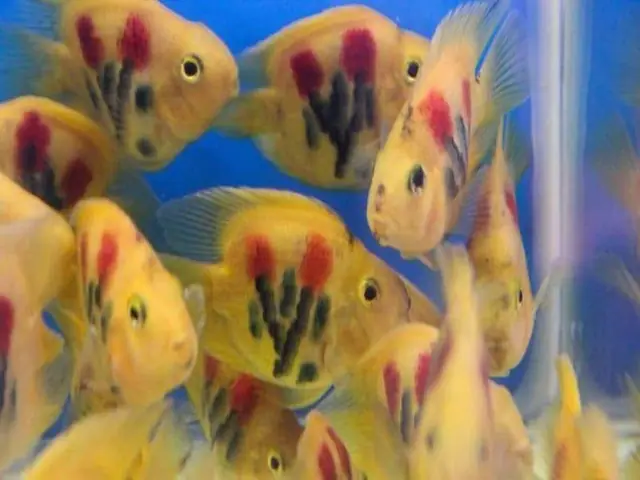 Cá Hồng Két Xăm: Hướng Dẫn Nuôi, Chăm Sóc Và Giá Trị Thẩm Mỹ Cá Hồng Két Xăm: Hướng Dẫn Nuôi, Chăm Sóc Và Giá Trị Thẩm Mỹ