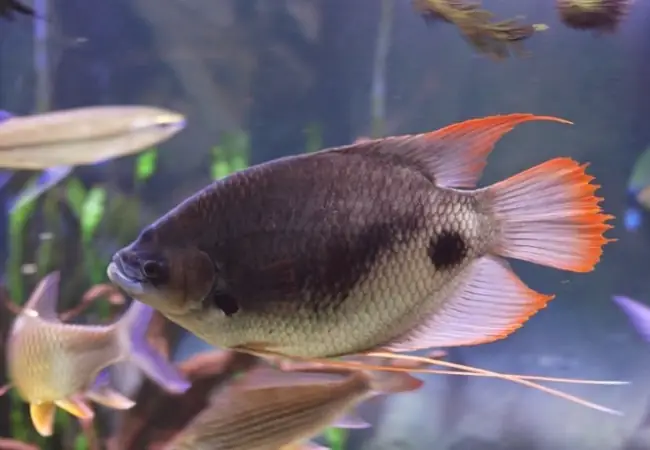 cá hồng kỳ phát tài