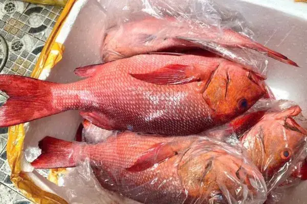 Cá Hồng Lão Hổ: Đặc Điểm, Cách Nuôi Và Chăm Sóc Đúng Chuẩn