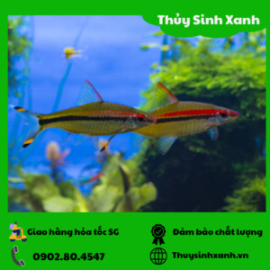 Cá Hồng Mi Ấn Độ
