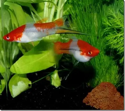 Cá Hồng Mi Koi: Hướng Dẫn Nuôi, Chăm Sóc Và Các Loại Phổ Biến