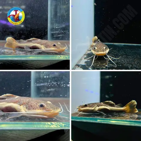 cá hồng vĩ mỏ vịt