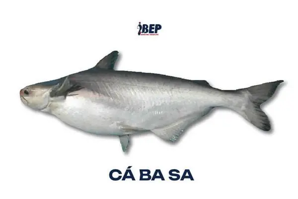 cá hú là cá gì