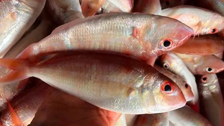 Cá Hường Là Cá Gì? Đặc Điểm, Phân Loại và Giá Trị