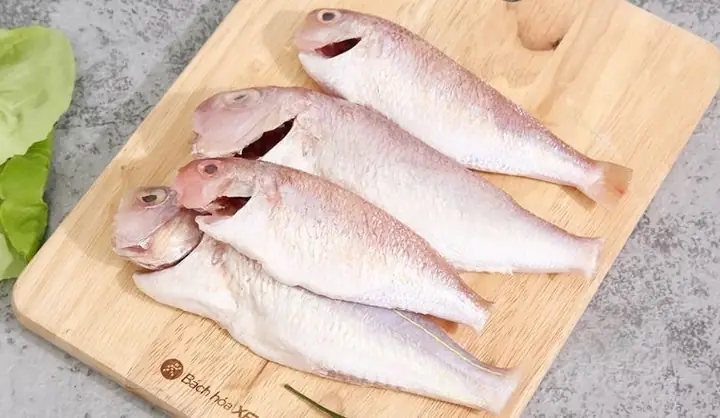 Cá Hường Là Cá Gì? Đặc Điểm, Phân Loại và Giá Trị