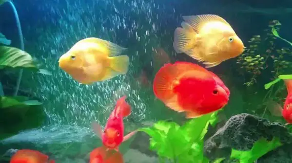 cá huyết anh vũ