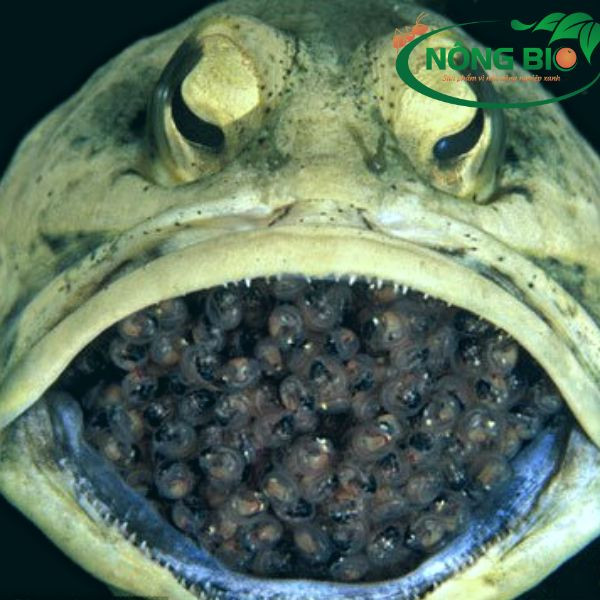 Cá Jawfish đực đang ấp trứng trong miệng, minh họa phương thức sinh sản độc đáo của cá cảnh