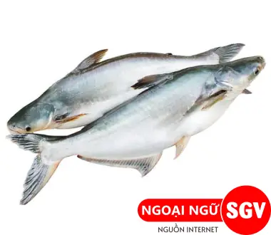 ca basa tieng anh la gi