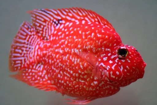 Cá Két La Hán: Đặc Điểm, Cách Nuôi Và Chăm Sóc Toàn Diện