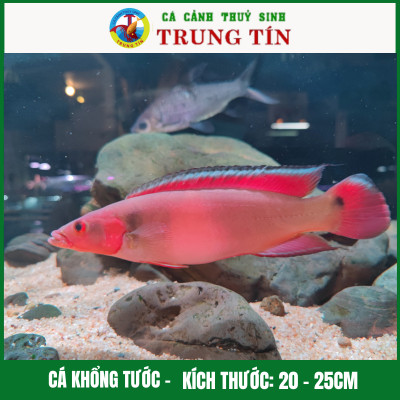 Cá Khổng Tước