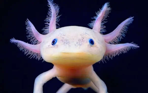 Cá Khủng Long 6 Sừng (Axolotl): Hướng Dẫn Nuôi & Chăm Sóc Toàn Diện