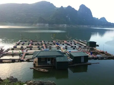 Cá Khủng Sông Đà: Thực Hư Những Loài 'Thủy Quái' Và Hiện Trạng Bảo Tồn Cá Khủng Sông Đà: Thực Hư Những Loài 'Thủy Quái' Và Hiện Trạng Bảo Tồn