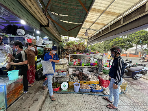 Cá kiểng Hương Châu có nhiều loại cá Koi đẹp