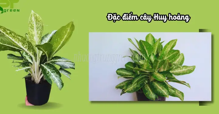 Đánh Giá Cá Kiểng Huy Hoàng: Thiên Đường Cho Người Đam Mê Cá Cảnh