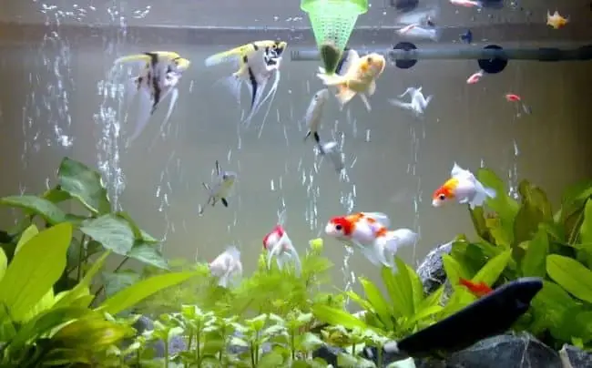 Top 5 Địa Chỉ Mua Cá Kiểng Thủ Đức Uy Tín Và Chất Lượng