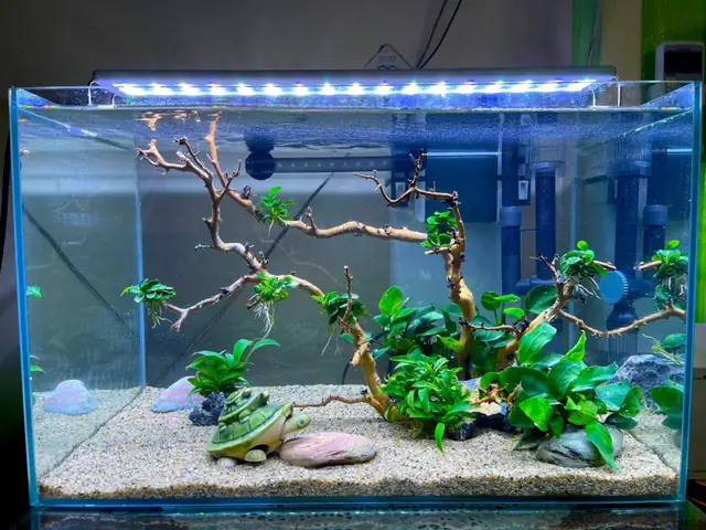 Khám Phá Thế Giới Cá Kiểng Trà Vinh: Địa Chỉ, Kinh Nghiệm & Lưu Ý