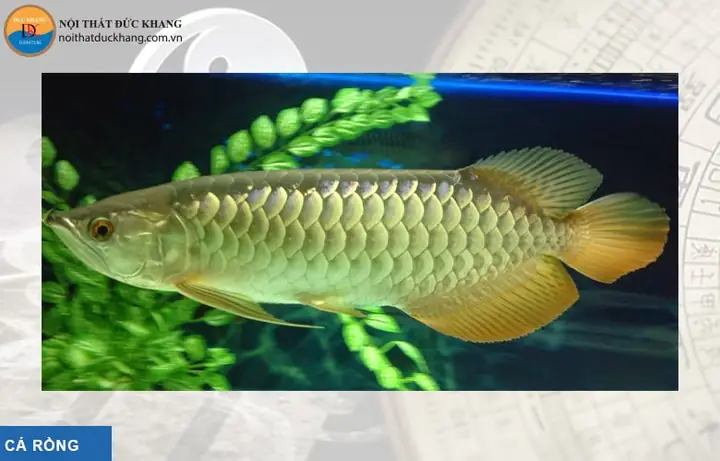 Cá Kim Phát Tài: Hướng Dẫn Nuôi, Chăm Sóc & Phong Thủy Chi Tiết