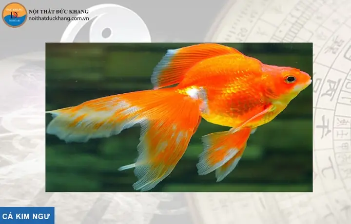 Cá Kim Phát Tài: Hướng Dẫn Nuôi, Chăm Sóc & Phong Thủy Chi Tiết