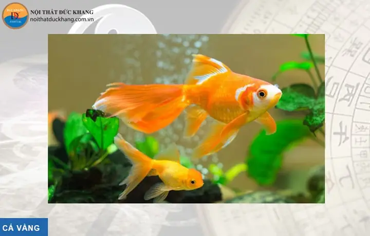 Cá Kim Phát Tài: Hướng Dẫn Nuôi, Chăm Sóc & Phong Thủy Chi Tiết