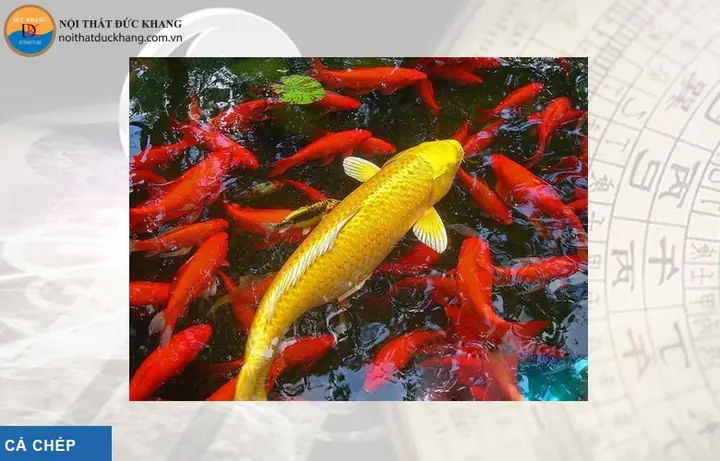 Cá Kim Phát Tài: Hướng Dẫn Nuôi, Chăm Sóc & Phong Thủy Chi Tiết