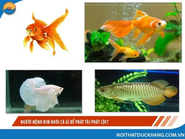 Cá Kim Phát Tài: Hướng Dẫn Nuôi, Chăm Sóc & Phong Thủy Chi Tiết