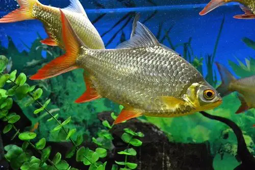 Cá Kim Sơn Ăn Gì Để Lớn Nhanh Và Phát Triển Khỏe Mạnh?