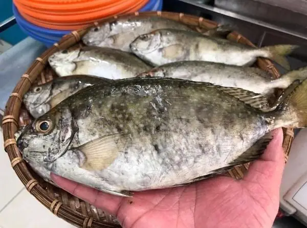 Cá Kình Biển Đông: Đặc Điểm, Môi Trường Sống và Giá Trị Kinh Tế