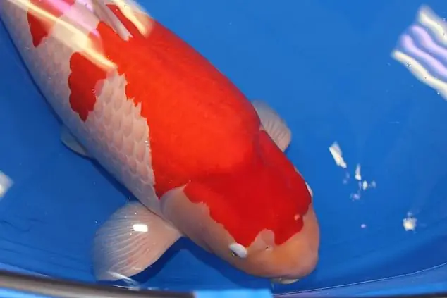 cá koi 50 tỷ