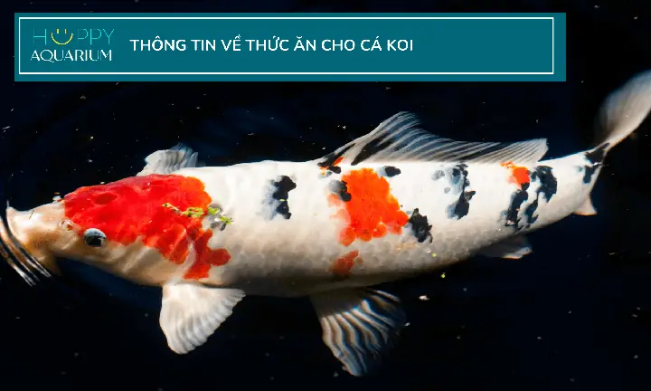 Những Gì Cá Koi Có Thể Và Không Thể Ăn Và Cách Cho Chúng Ăn