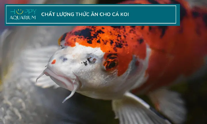 Những Gì Cá Koi Có Thể Và Không Thể Ăn Và Cách Cho Chúng Ăn