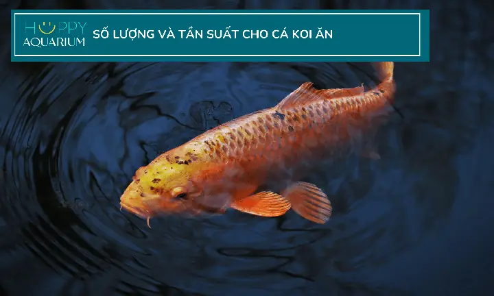 Những Gì Cá Koi Có Thể Và Không Thể Ăn Và Cách Cho Chúng Ăn