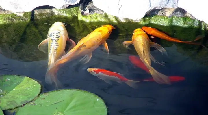 Tên gọi và phân loại: