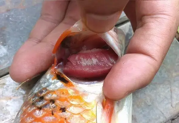 Giải mã hiện tượng cá Koi bị chết: Nguyên nhân và cách khắc phục