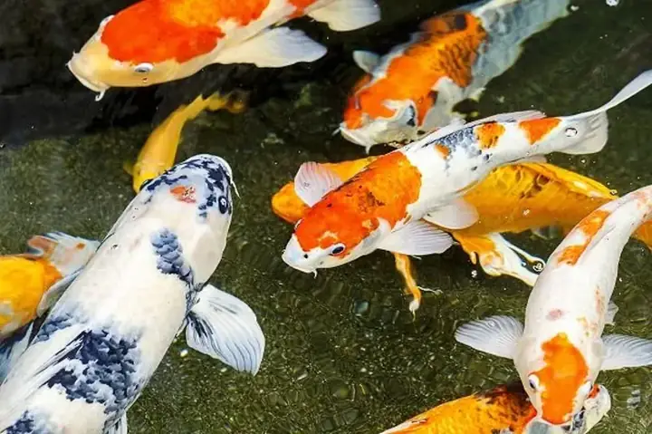 Cá Koi bị đỏ mình: Nguyên nhân, triệu chứng và cách điều trị hiệu quả Cá Koi bị đỏ mình: Nguyên nhân, triệu chứng và cách điều trị hiệu quả