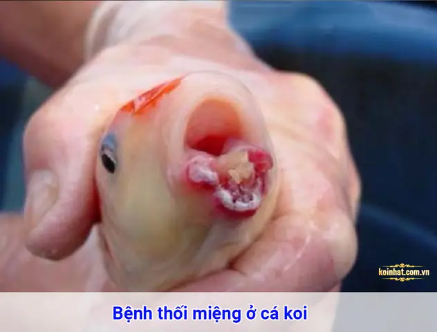 Cá Koi Bị Lở Miệng: Nguyên Nhân, Cách Điều Trị Và Phòng Ngừa Hiệu Quả Cá Koi Bị Lở Miệng: Nguyên Nhân, Cách Điều Trị Và Phòng Ngừa Hiệu Quả