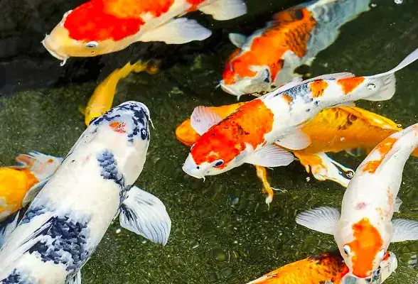 Cá Koi Bị Mờ Mắt: Nguyên Nhân, Triệu Chứng và Cách Điều Trị