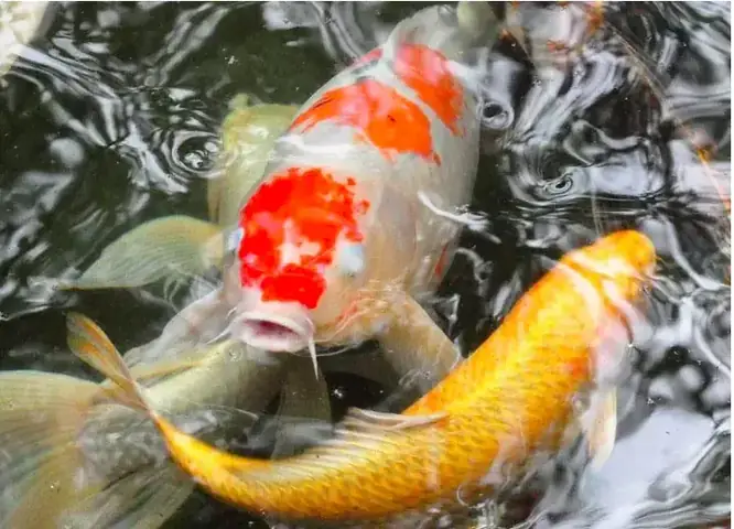 Cá Koi Bị Mờ Mắt: Nguyên Nhân, Triệu Chứng và Cách Điều Trị