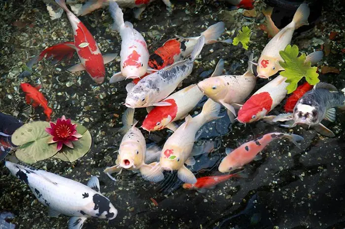 Cá Koi Bị Nấm Đỏ: Nguyên Nhân, Triệu Chứng Và Cách Trị Hiệu Quả
