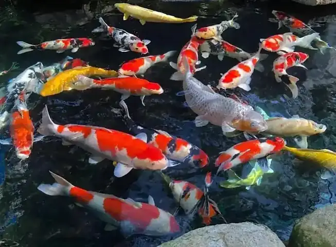 Cá Koi Bị Rụng Vảy: Nguyên Nhân, Cách Phòng Trị Hiệu Quả