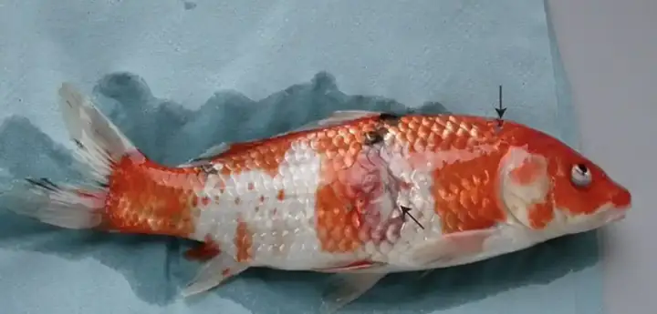 Cá Koi Bị Rụng Vảy: Nguyên Nhân, Cách Phòng Trị Hiệu Quả